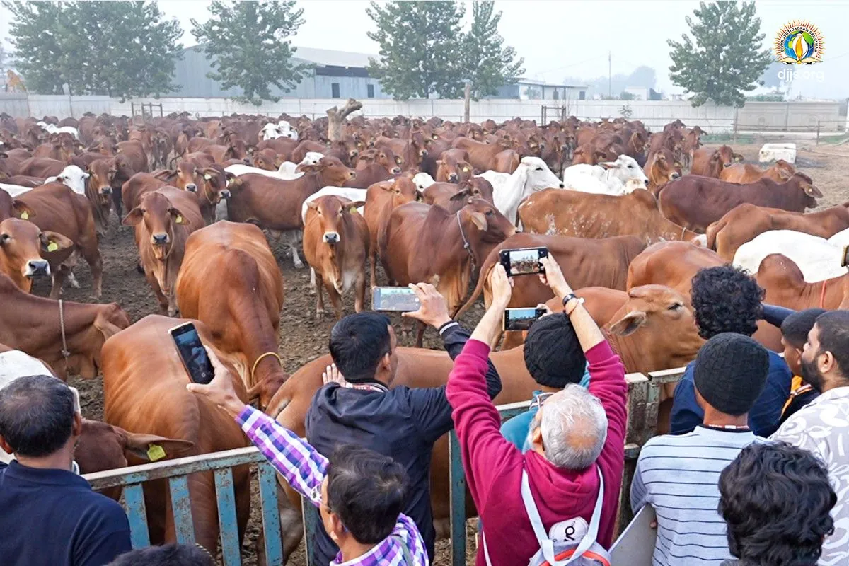 Visitors among the cows of the Kamdhenu gaushala at Nurmahal during a national workshop in 2025